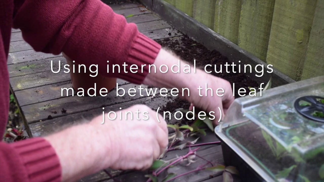 Clematis - Taking Cuttings v2