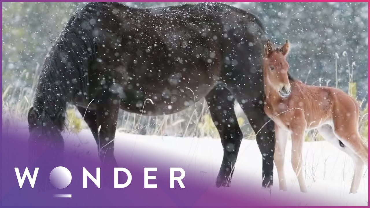 Old Mare Saves An Injured Young Horse Abandoned By His Herd | Pet Heroes S1 EP22 | Wonder