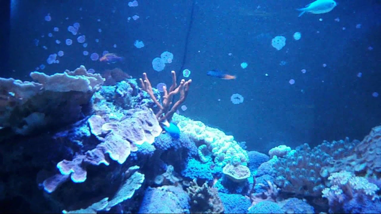 Episode 47 - Beginner Fish: Yellow Tail Blue Damsel