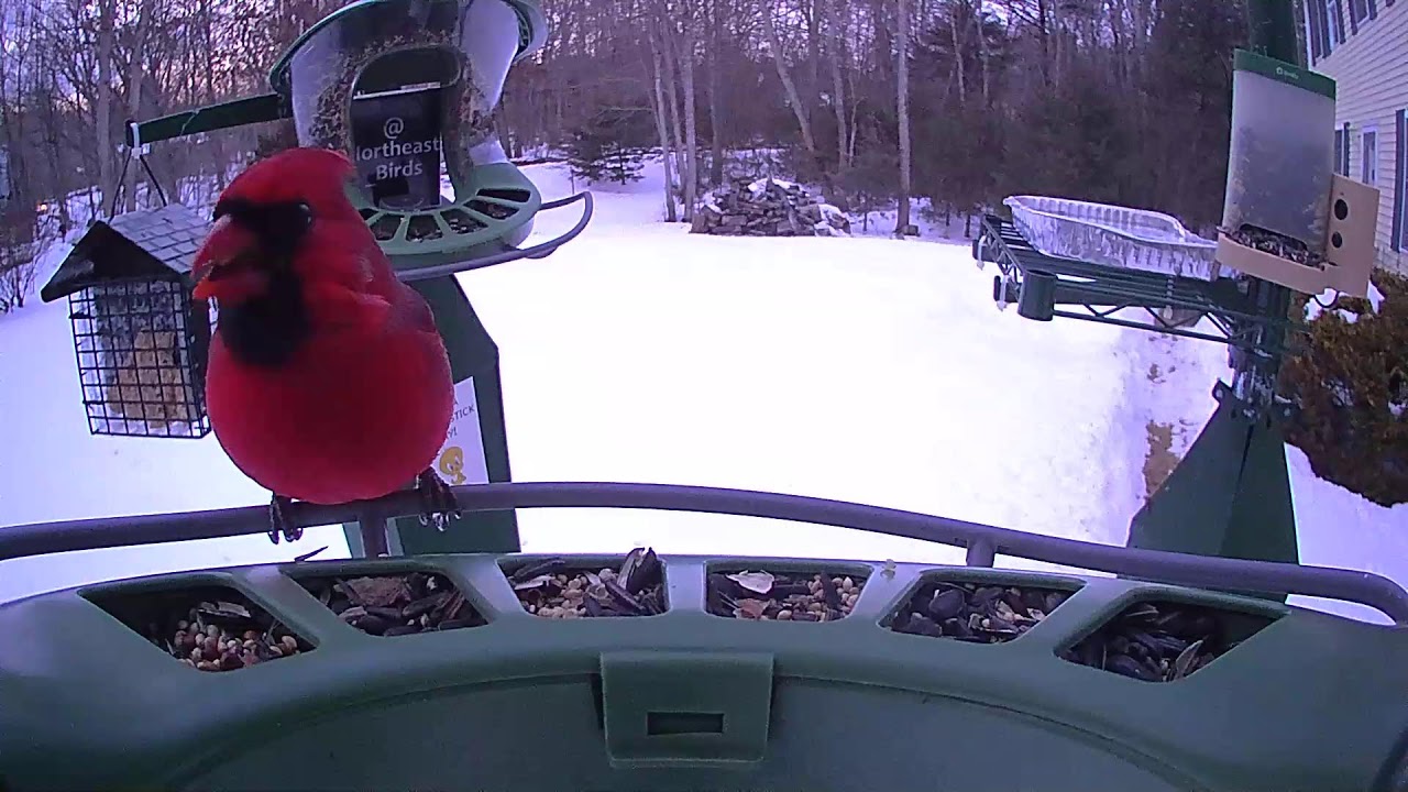 Super Triple Feeder in New England! Real birds, no AI! Woodpecker, Cardinal, Junco, Finch, sparrow!