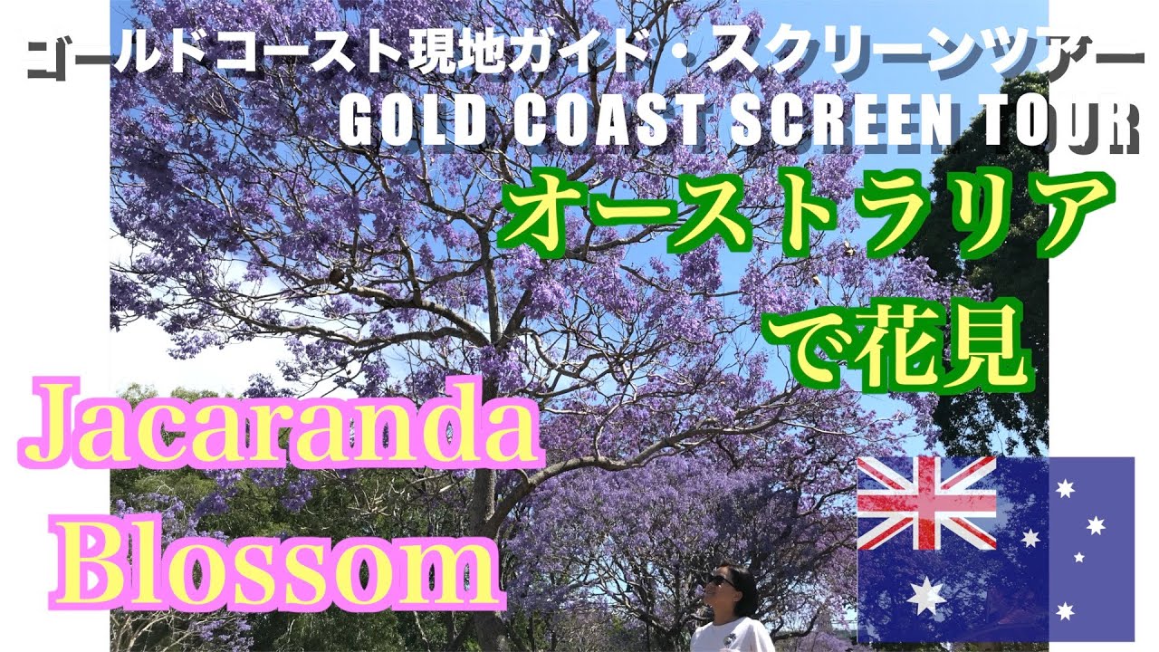 【オーストラリア・ブリスベン】春だよ！花見をしよう！ジャカランダ｜Jacaranda Blossom in Brisbane Australia