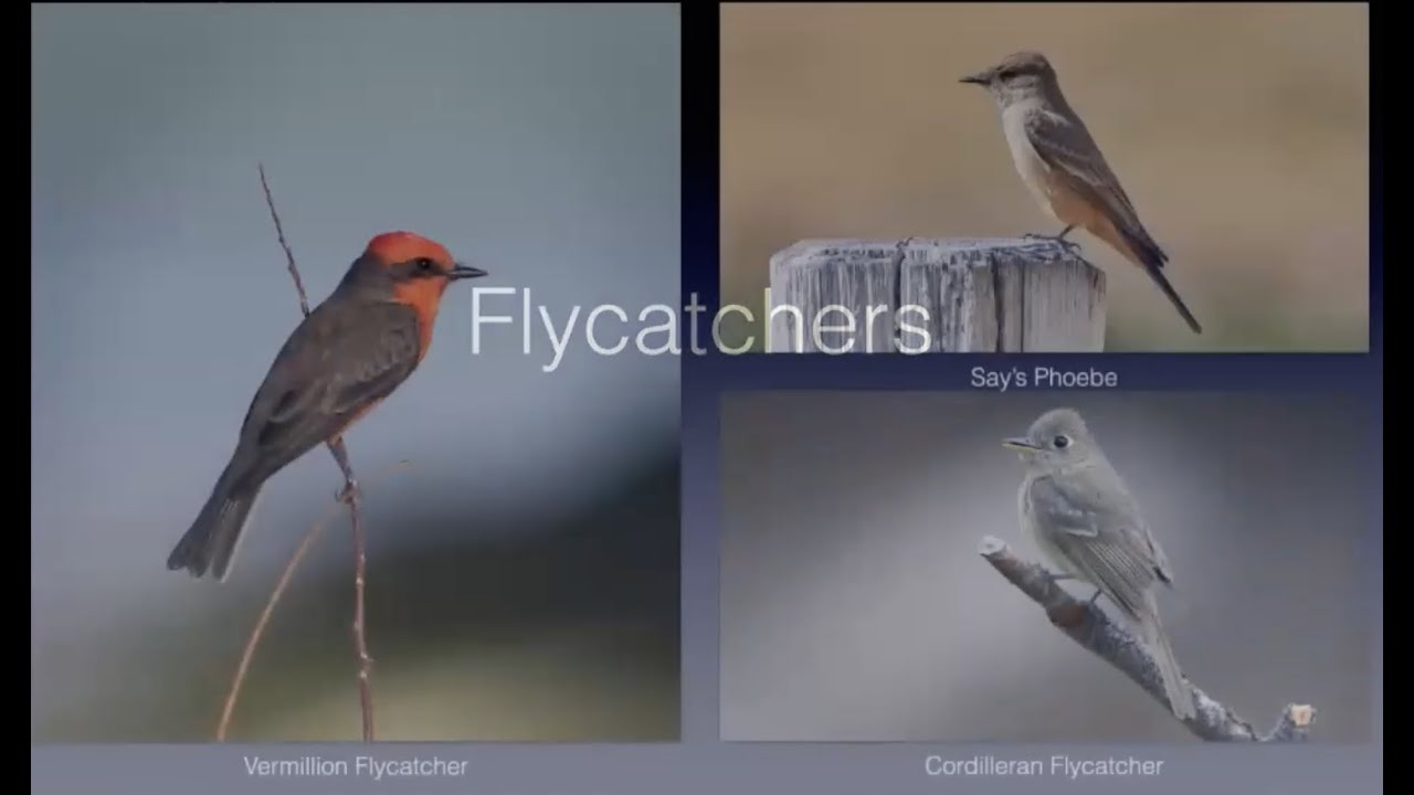 Flycatcher Identification - Southern Nevada