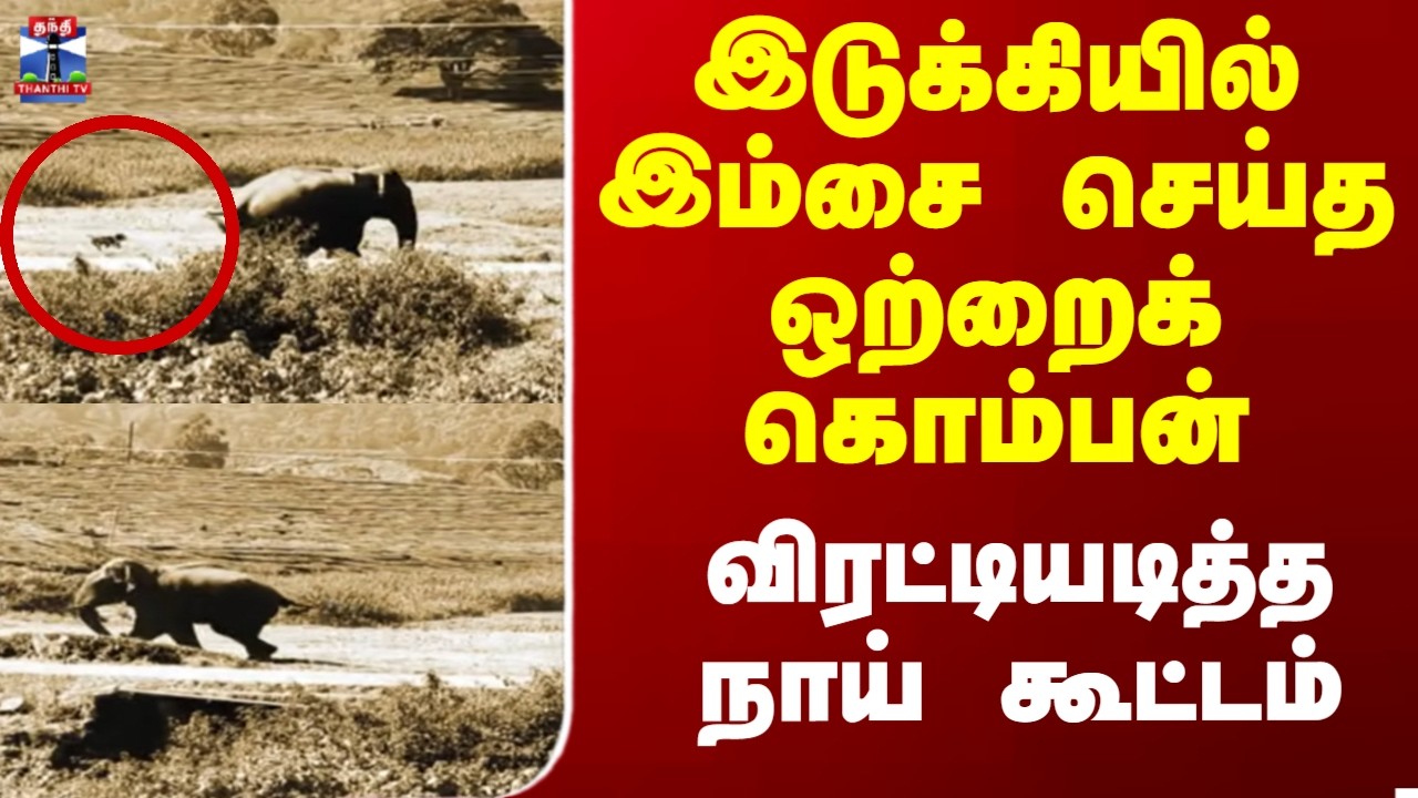 Wild Elephant Attroctoes || இடுக்கியில் இம்சை செய்த ஒற்றைக் கொம்பன் -  விரட்டியடித்த நாய் கூட்டம்
