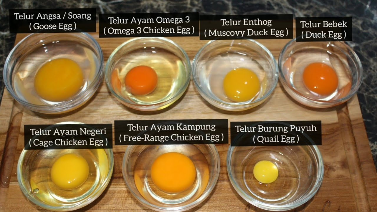 09. Telur Rp 500 vs Rp 70.000 / butir !