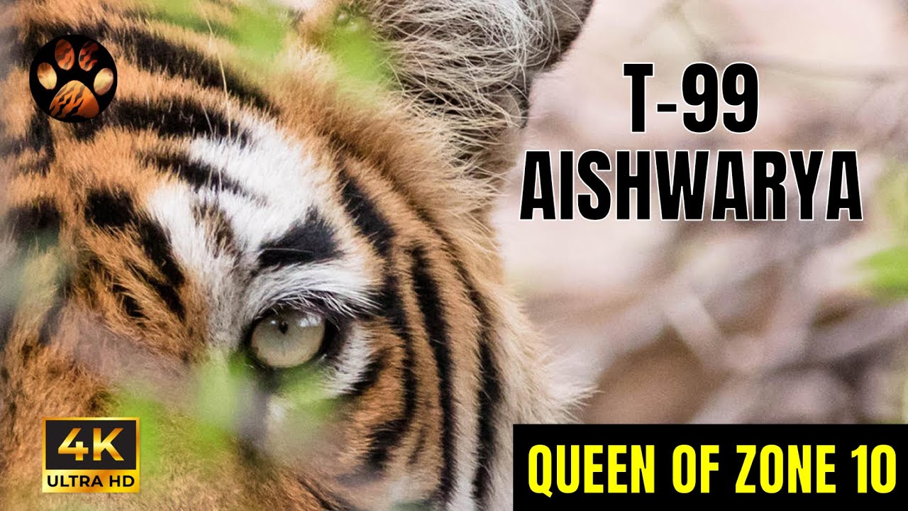 Female Tigress Sighting in Ranthambore - T99 Aishwarya | Wildlife Safari in Zone 10 Ranthambore 4K