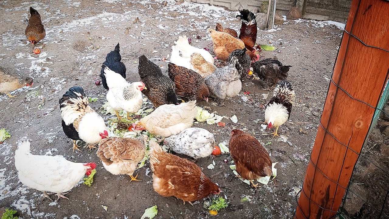 Niedziela w Hodowli - Zmiany u Królików 🐇🐰 Nowa dieta służy kurą🥰🐓🥦🌽🍅🍋