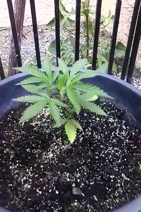 Outdoor mmj Grow 2014.