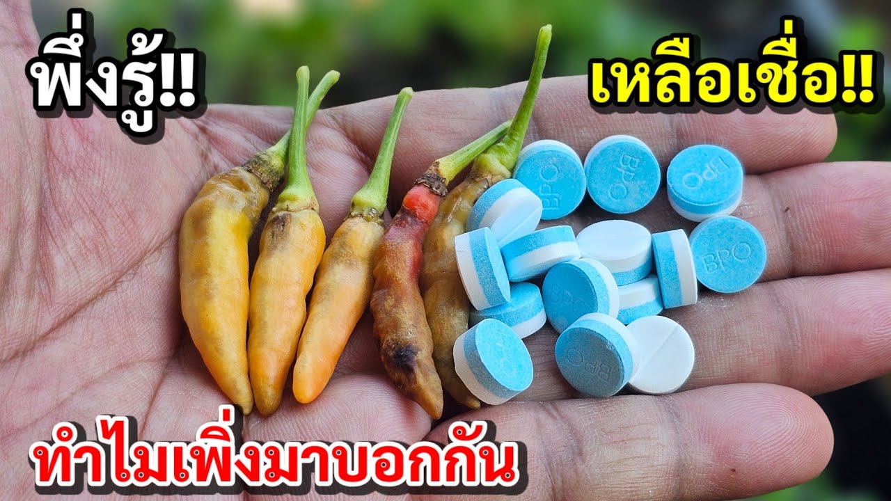 อึ้งเลย!!พริกเน่าแก้ไม่ยากทำแค่นี้พริกไม่เน่าอีกตลอดไปเลยเหลือเชื่อ