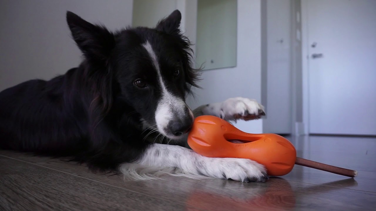 What Is The Best Mentally Stimulating Toy for My Dog?