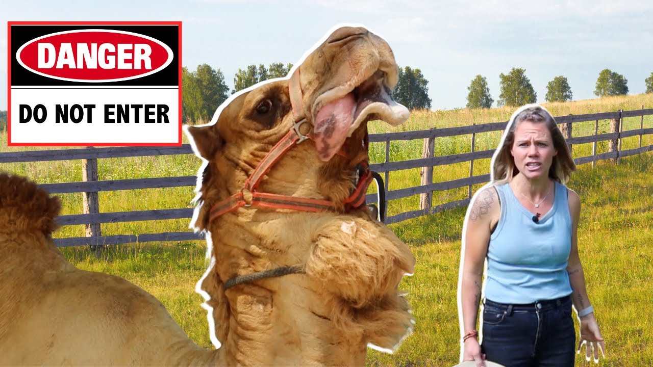Bull Camels Aren't What You Think!