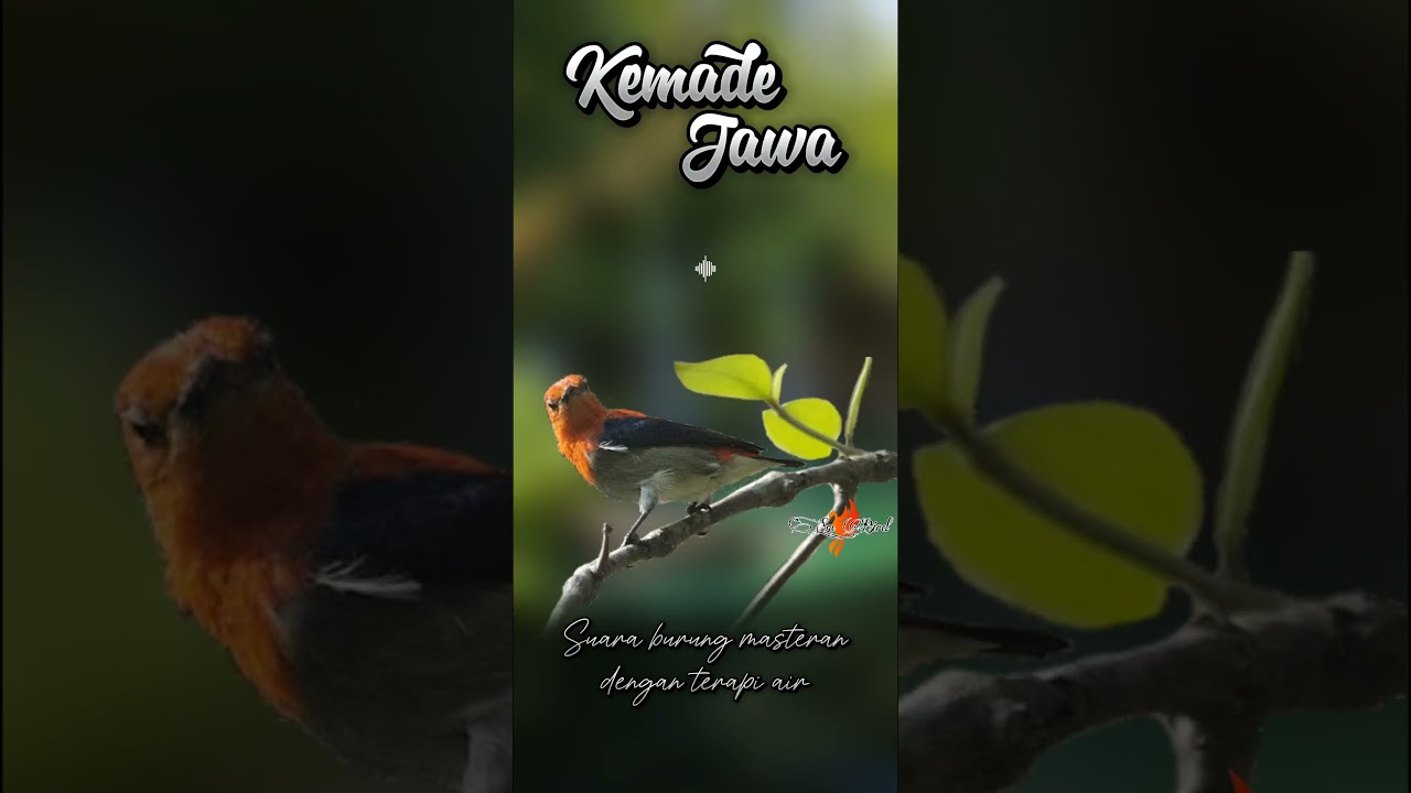 Suara masteran burung kemade jawa ( sepahan ) dengan terapi air #kicaumania #kemadegacor #sepahan