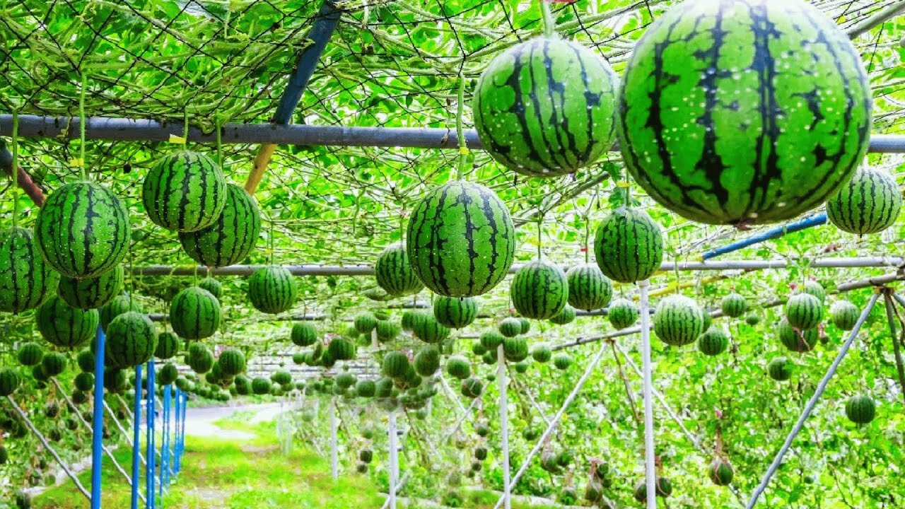 Why Densuke Watermelon Cost $23,000 Each?