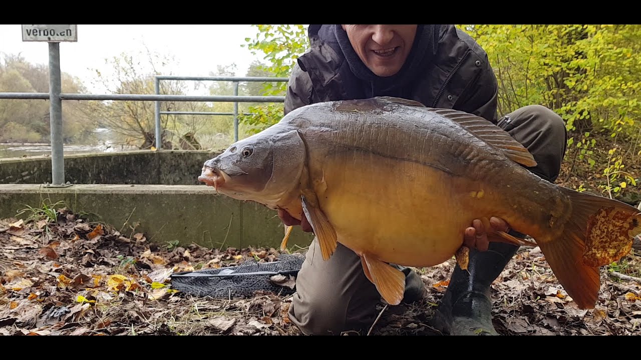 CARP RUN  2019 NECKAR  &ndash; Риболов на Шарани в Германия