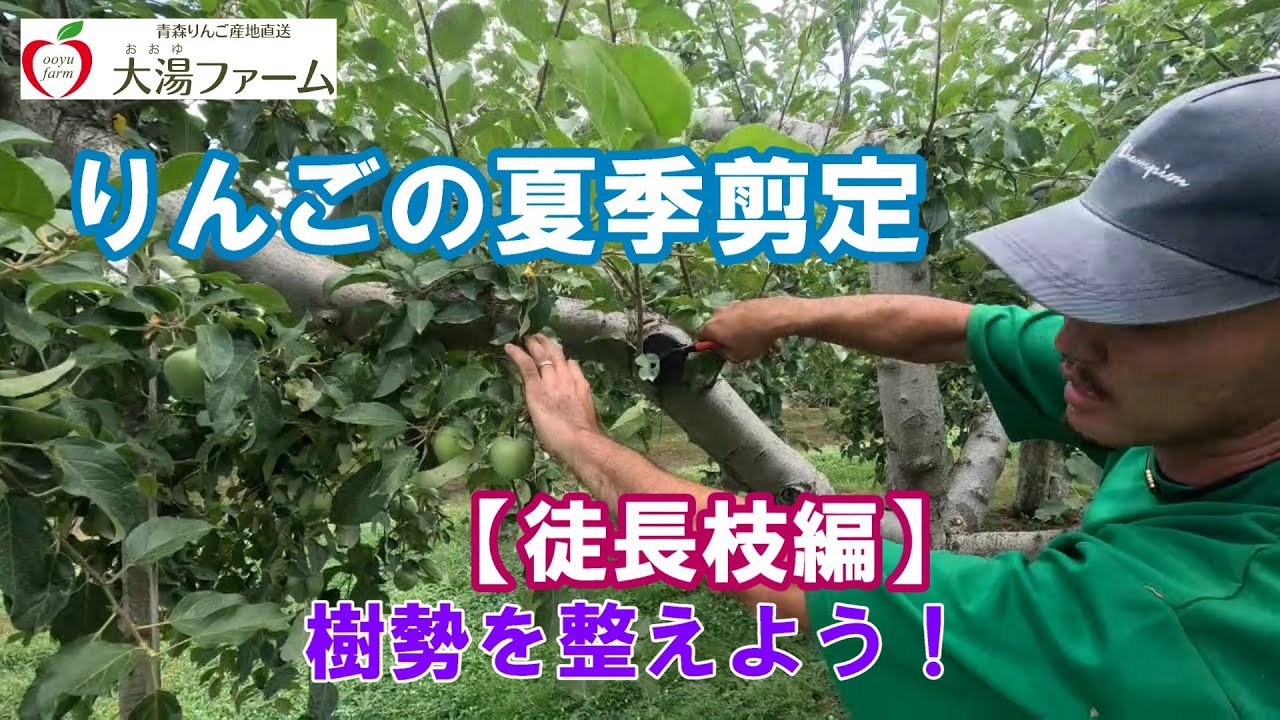 【夏のりんご剪定】徒長枝編　樹勢を整えよう！