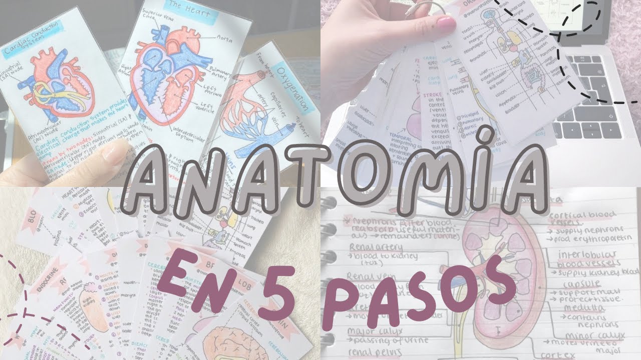 COMO ESTUDIAR ANATOMÍA EN 5 PASOS