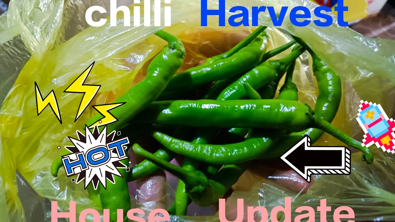 House update chilli's hot