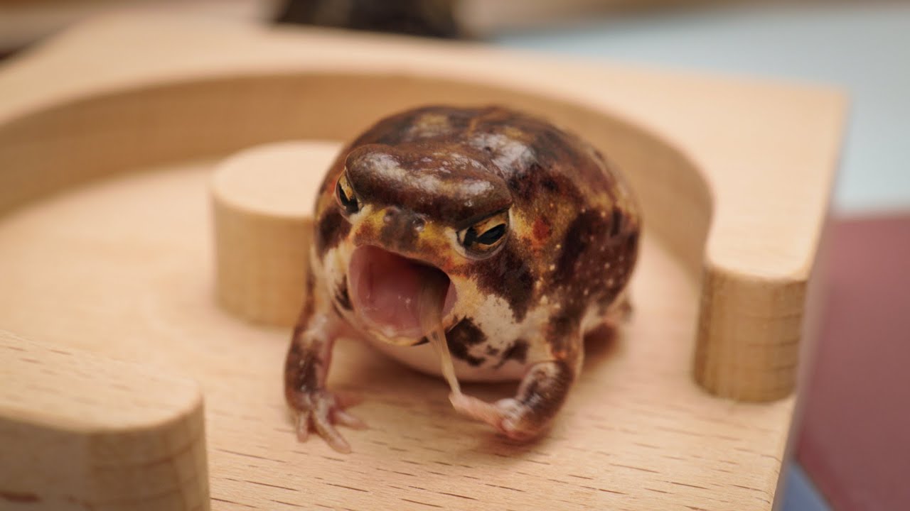 Идеальный уход за кожей с помощью круглой лягушки　🐸