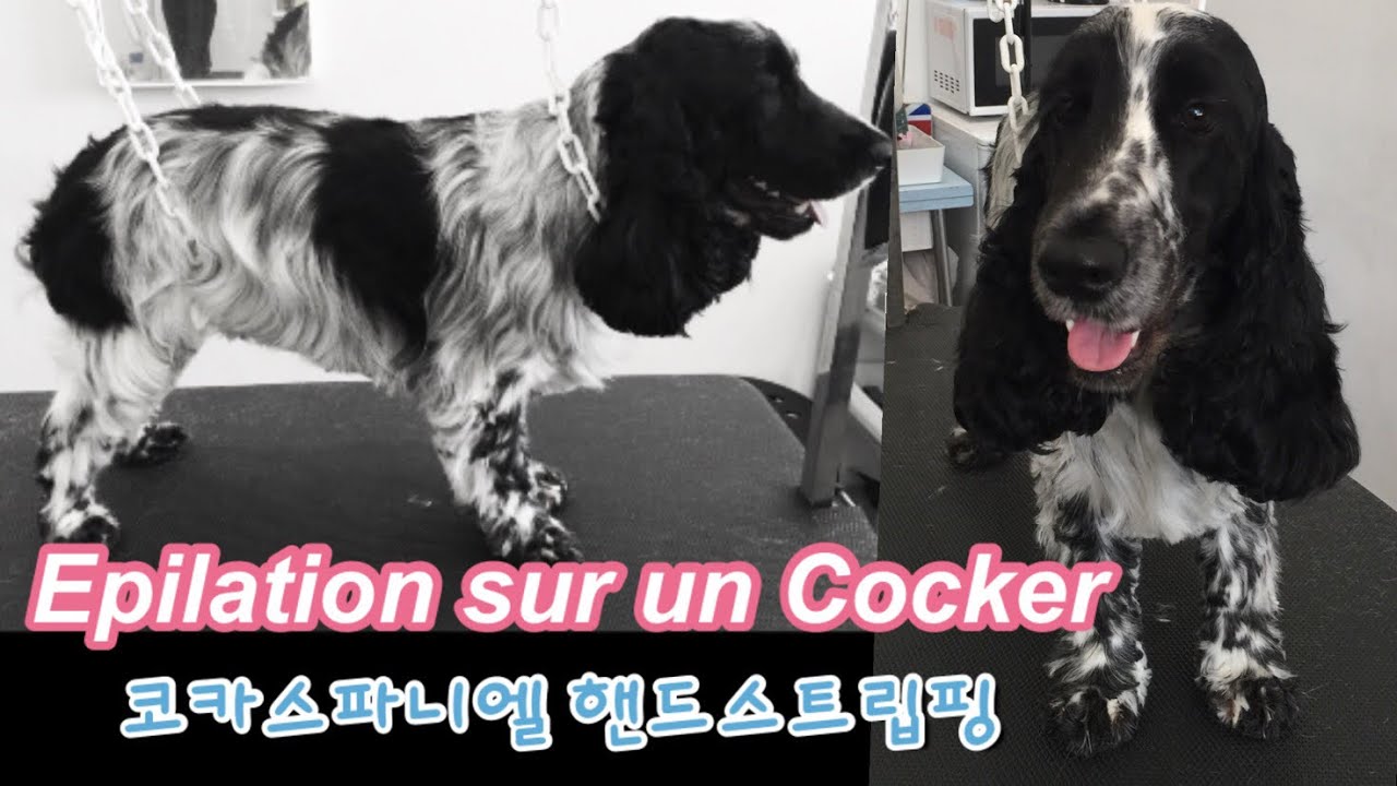 HappyGrooming - Le toilettage du Cocker Spaniel Epilation(Hand stripping)(Cocker핸드스트립핑)