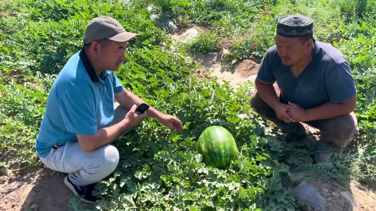 Арбуз Невада F1 / Nevada F1 (Apollo Seeds) от компании Agrocrops.kz