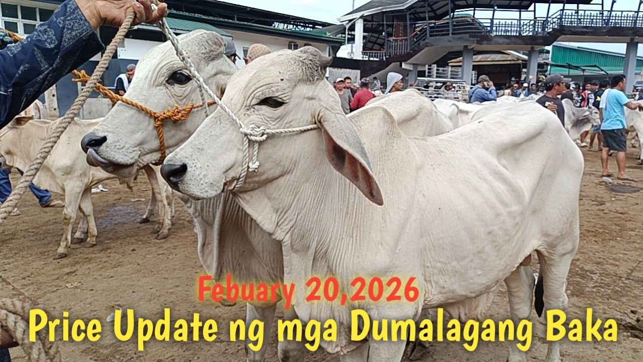 Mga Dumalaga at Mag iinahang Baka! Price Update..