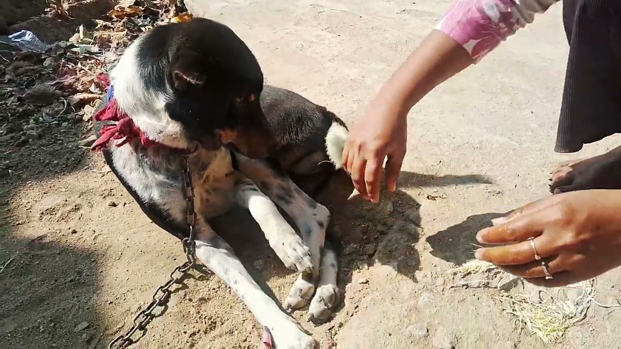 Shivratri ke Shubh avsar per Kalu Nahin Nahana Chahta Hai😱😂😂😂😂 #viralvideo #minivlog #doglover