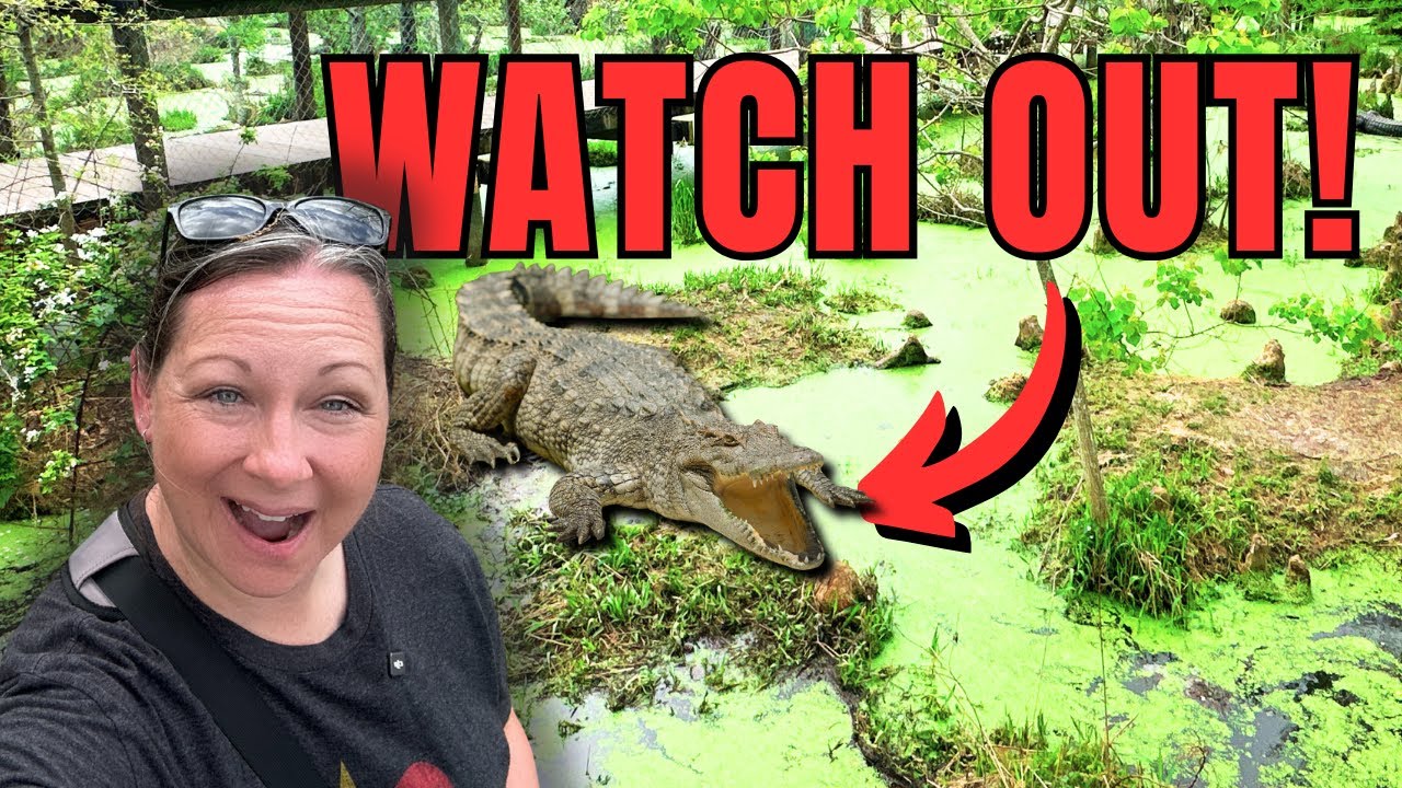 Epic Encounter! Guaranteed to be Surrounded By Over 450 Gators @alligatoralleysummerdaleal6372