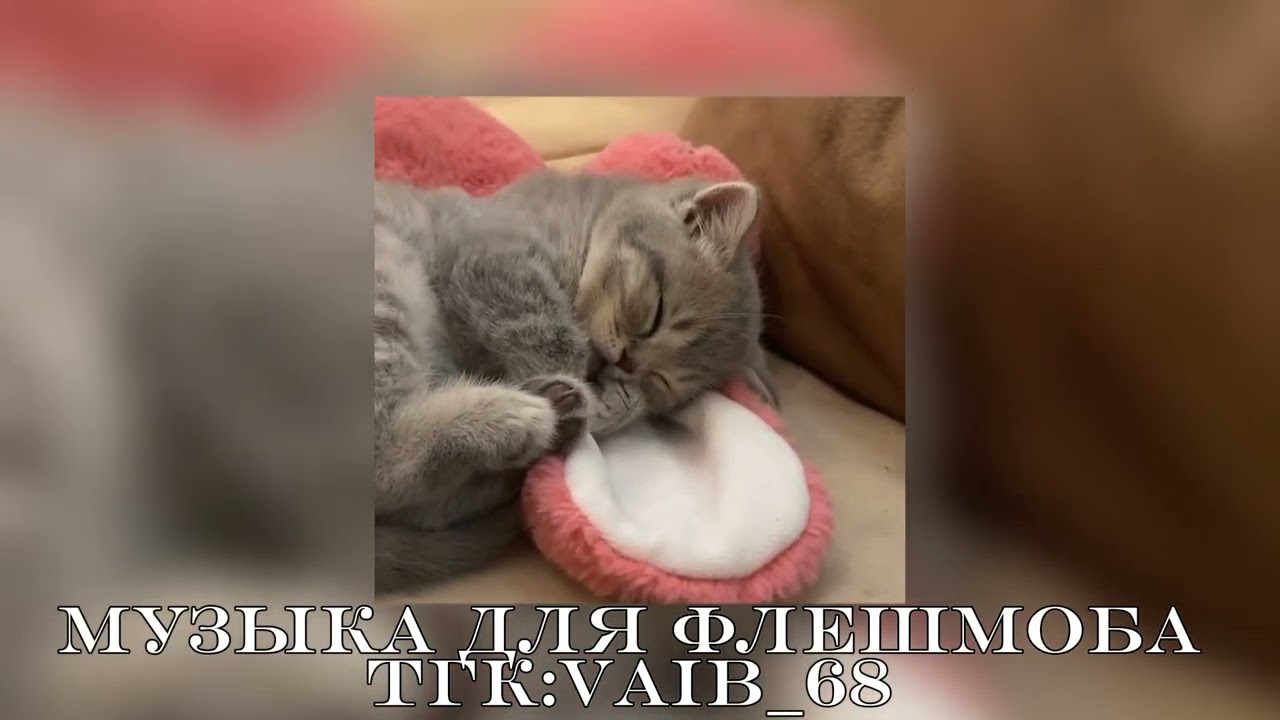 💗музыка для флешмоба с котиками🐈💗|| 2024 год