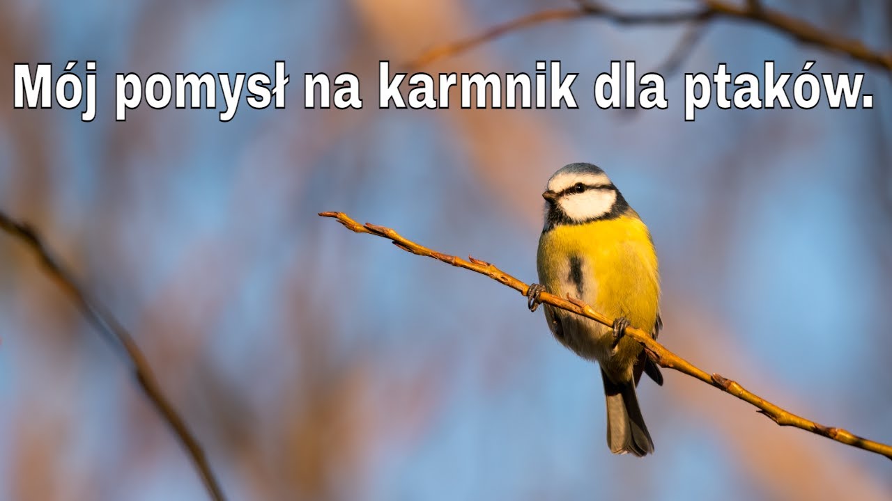 Mój pomysl na karmnik dla ptaków                         #nikonz6ii  #sigma500f4 #przyroda #polska