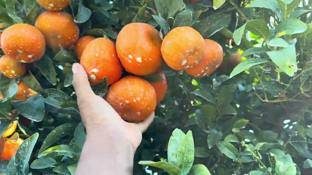 Dos. Cítricos diferentes en California, mandarina y naranja.