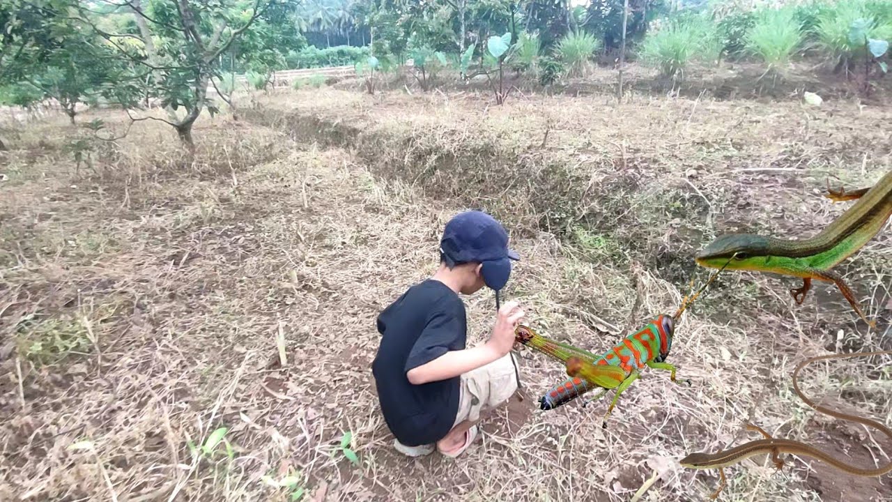 Menangkap belalang besar,belalang,menta mentadu,belalang sembah,kadal,