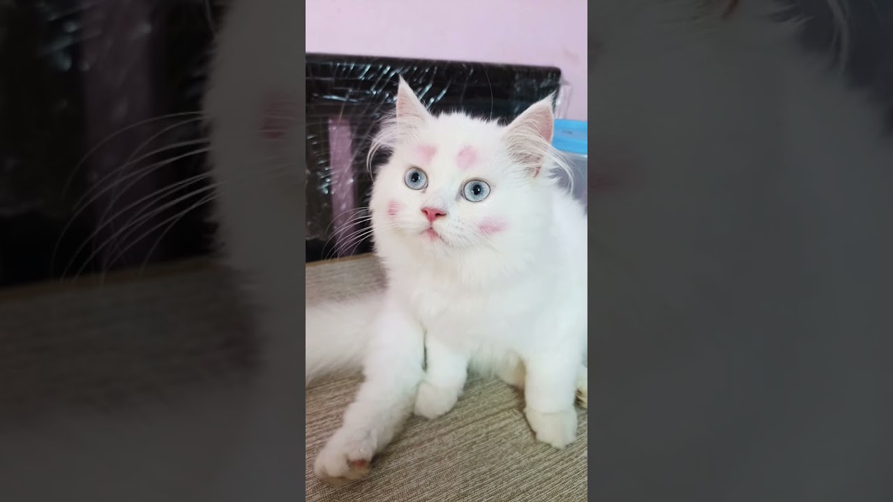 #catlover