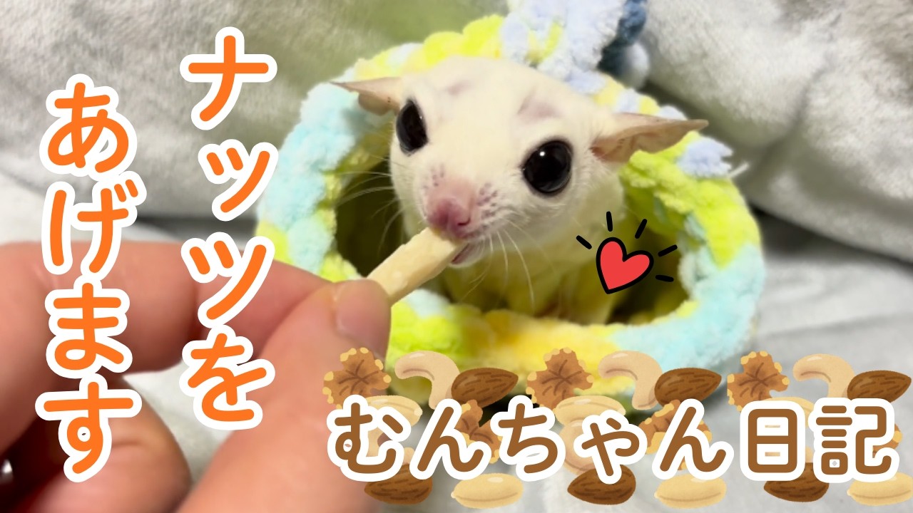 ナッツを食べるフクロモモンガ