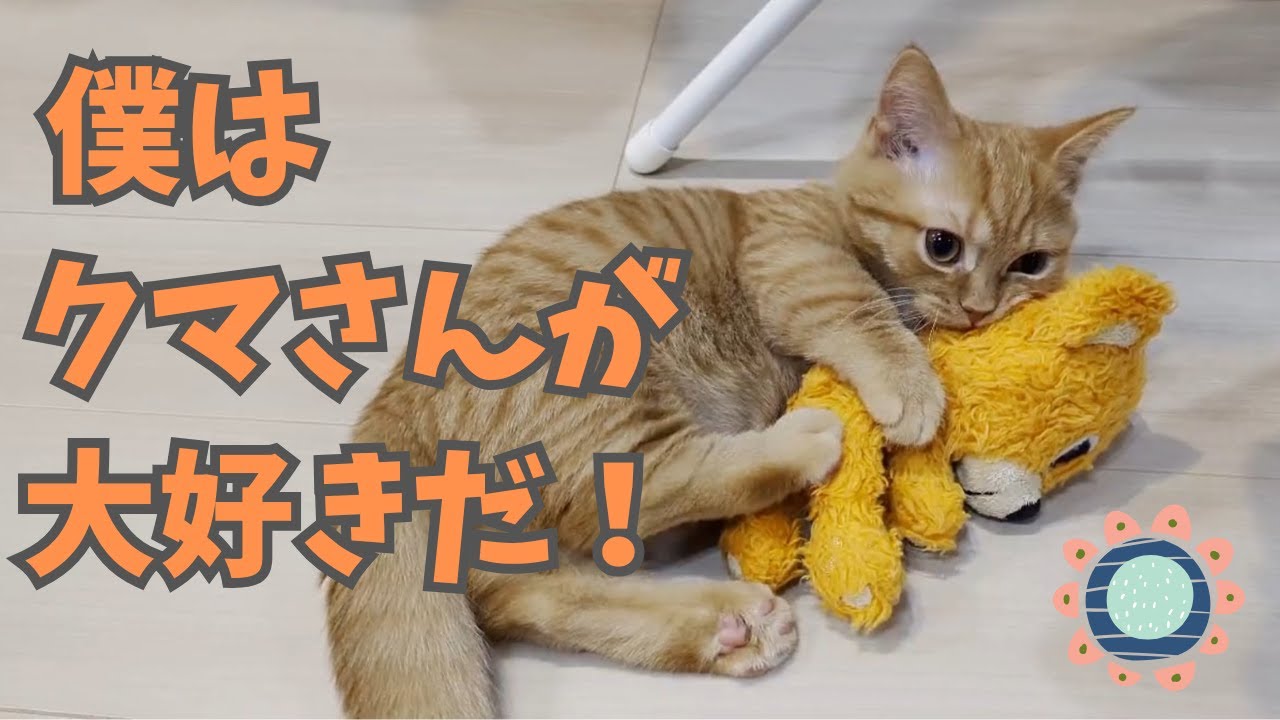 大好きなクマさんと戯れるマンチカンが可愛すぎる件