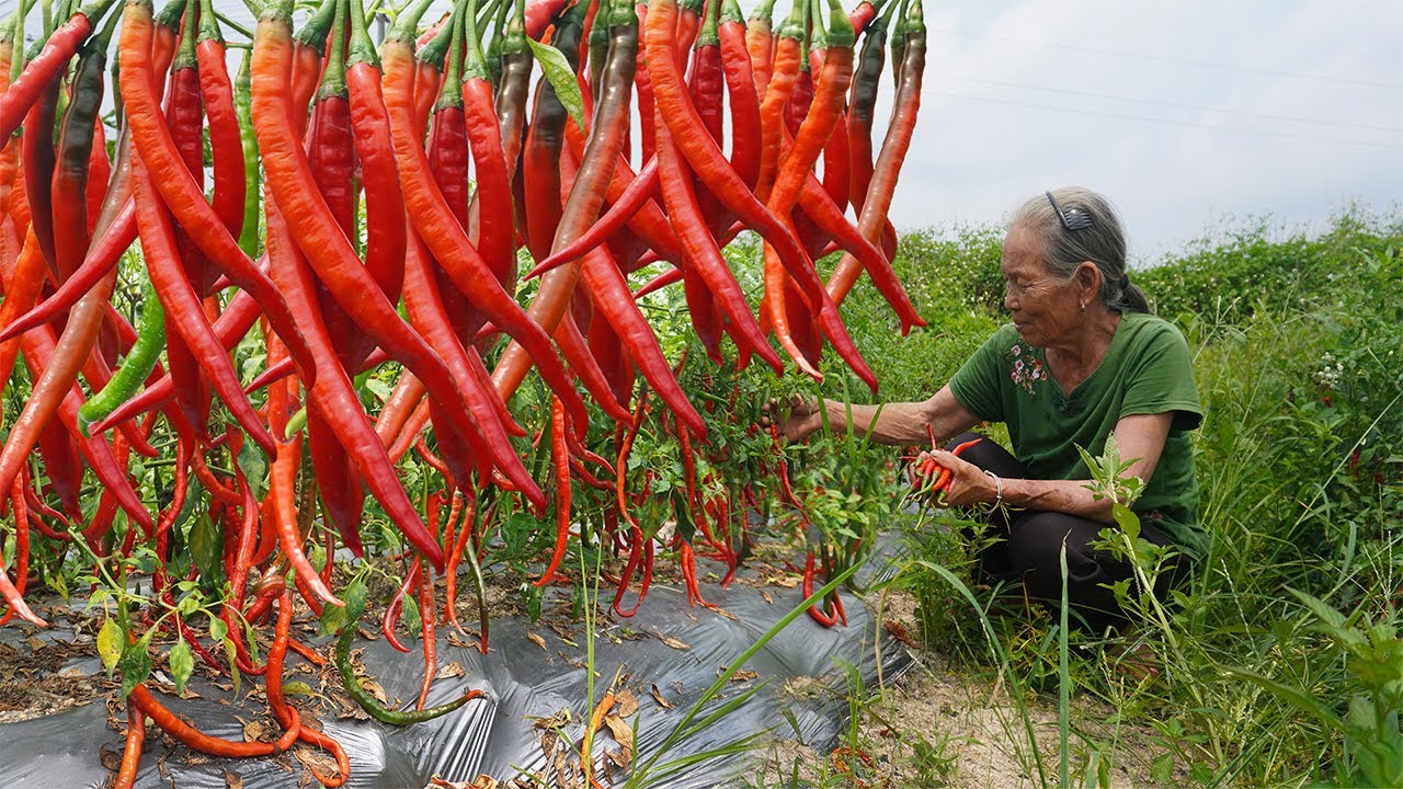 阿婆教你純手工辣椒醬，不放添加劑，保存半年沒問題｜Guangxi grandma teaches you how to make pure handmade chili sauce广西 美食 玉林阿婆