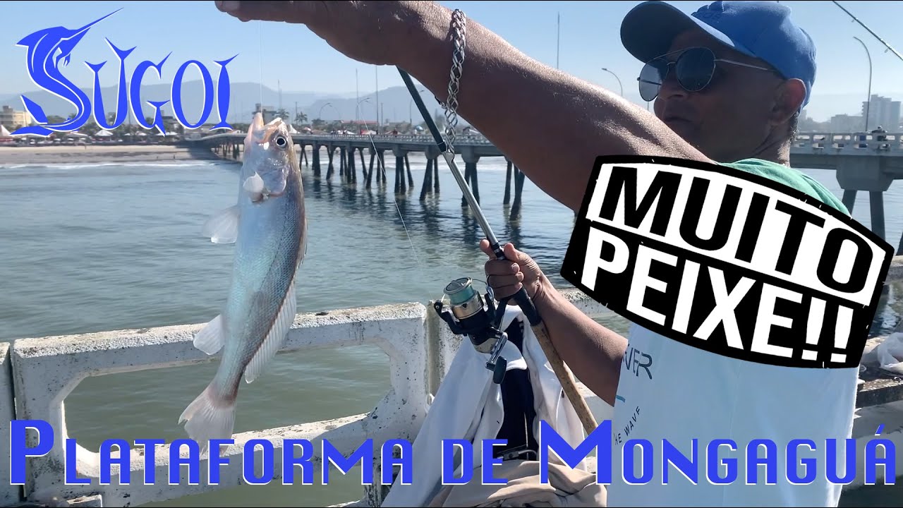 Peixe demais na Plataforma de Mongaguá!