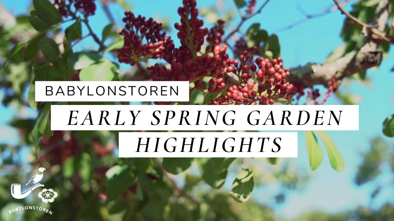Virtual Garden Tour - Early Spring Garden 2020 | Babylonstoren, South Africa