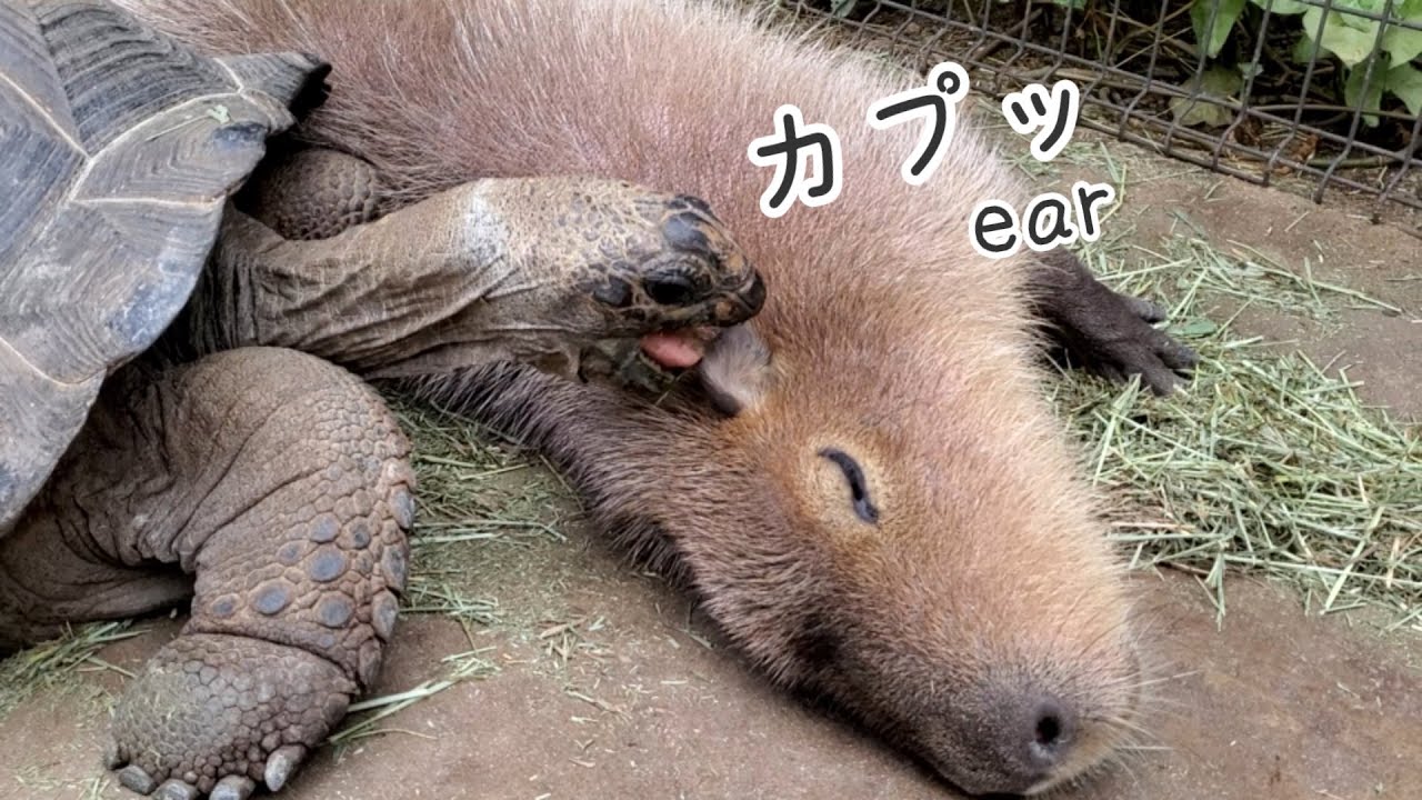 ゾウガメが耳をカプッ ゴロンと転がるカピバラさんw。-Capybara ear|Giant tortoise  神戸どうぶつ王国