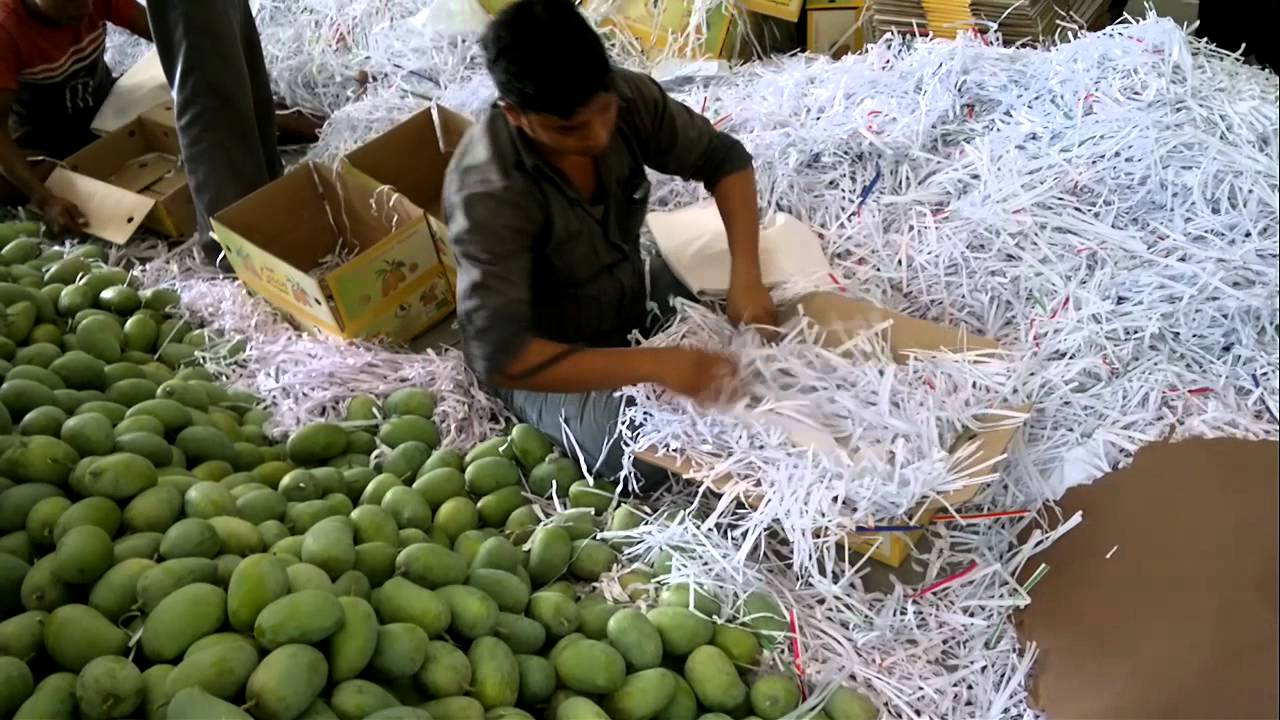 Mango Grading & Packing