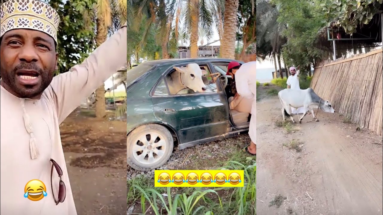 بو سيف اخذ البقرة ف الاسعاف 😂😂😂