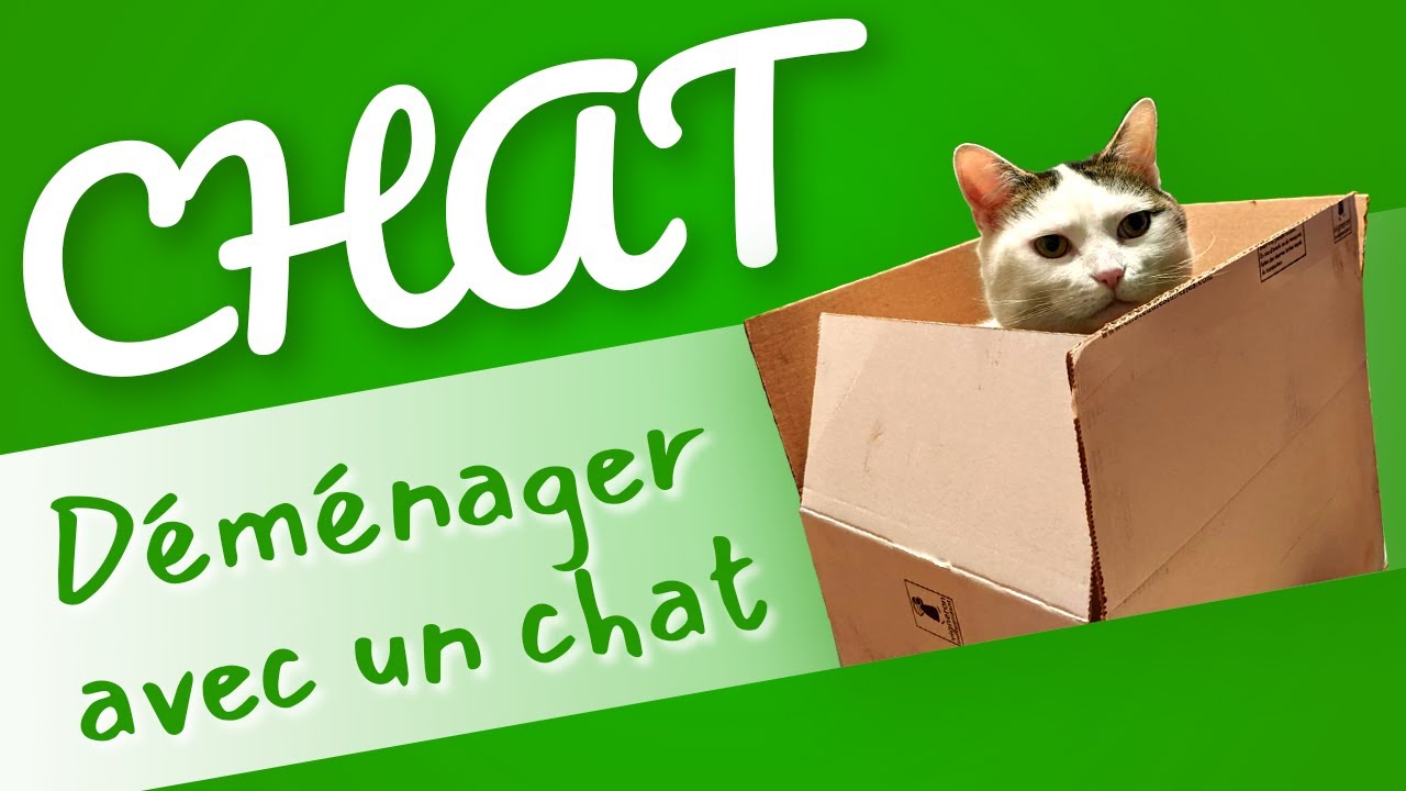 7 choses à savoir pour déménager avec son chat dans un nouvel appartement