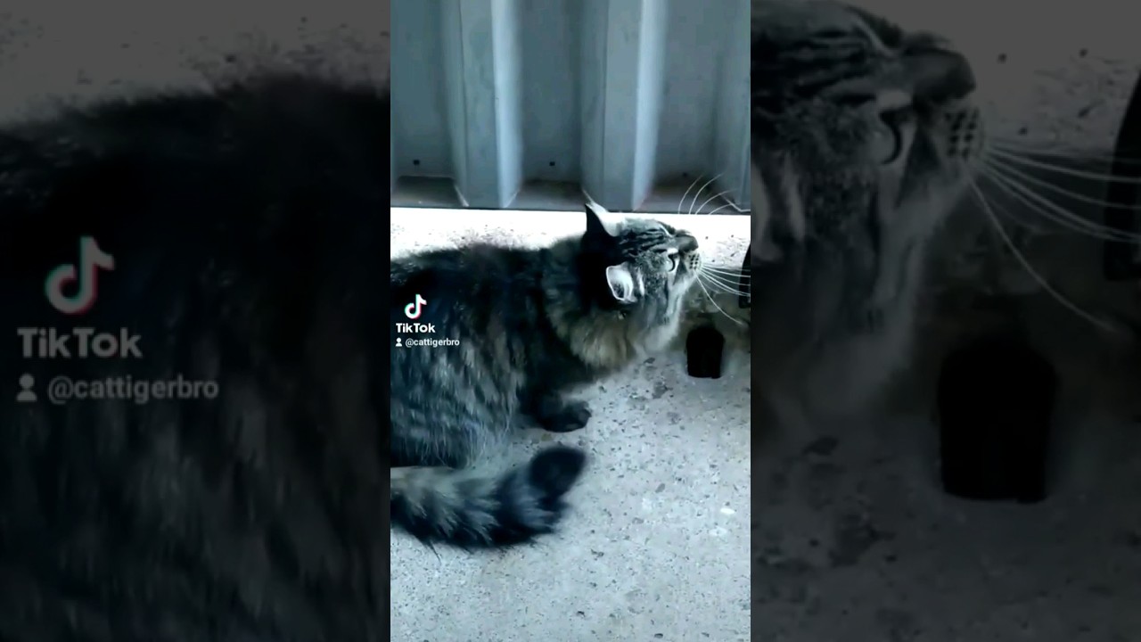 Тигр львинный #mashup #собаки #пёс #remix #тигрльвинный