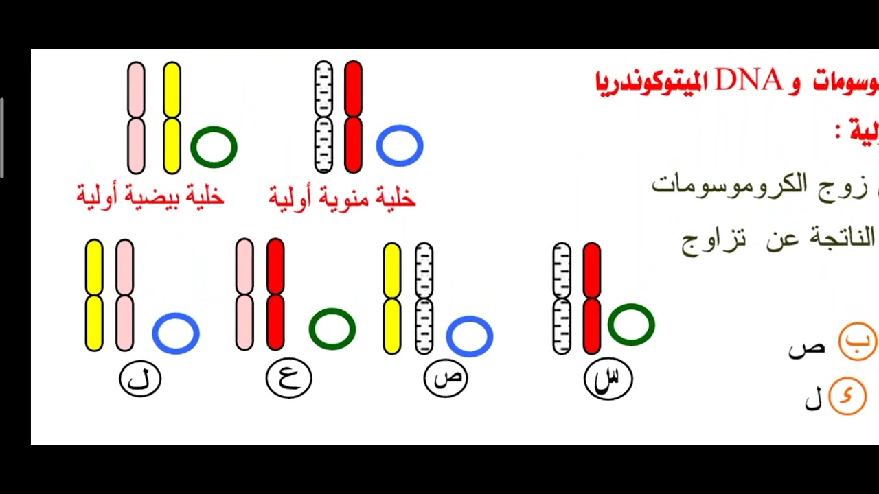 7- إجابات اسئلة أوليات و حقيقيات النواة (تعليق على الرسم) كتاب الفائز/ محمد الرفاعى ذكى