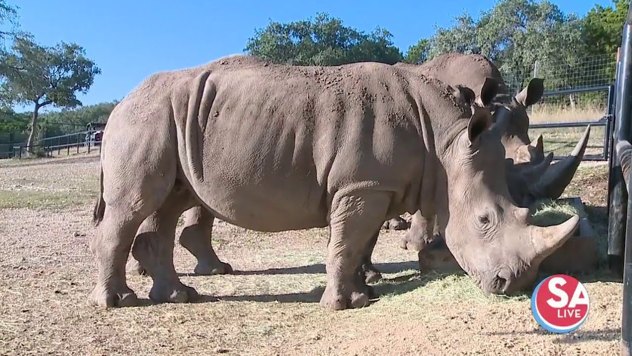 White Rhinos at Natural Bridge Wildlife Ranch | SA Live | KSAT 12