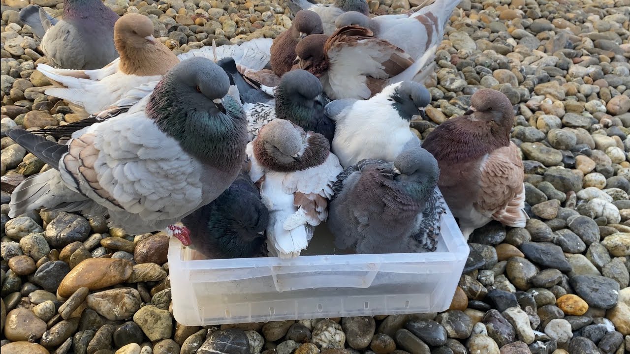 Modena Pigeons Bathing | Fancy Pigeon Breeds ⁴ᴷ