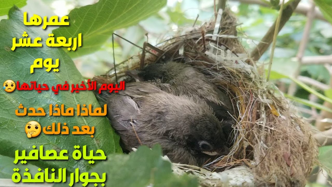فلم وثائقي قصير لحياة عصفورين بجانب النافذة  كم عاشت وماذا حدث في اليوم الأخييييير ولماااااذا😱
