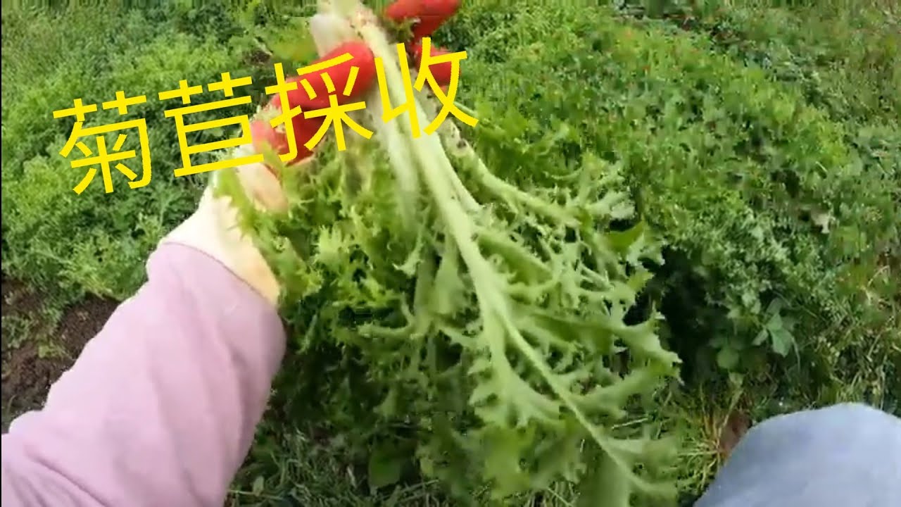 菊苣這樣收成能夠吃很久