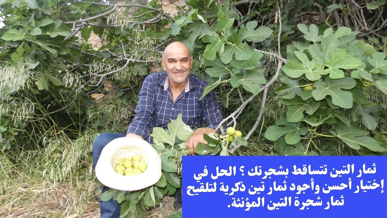 ثمار التين تتساقط بشجرتك ؟ الحل في إختيار أحسن وأجود ثمار تين ذكرية لتلقيح ثمار شجرة التين المؤنثة.