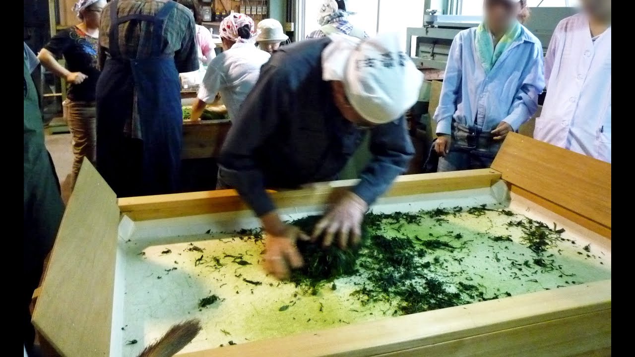 Green Tea Newbies (11) Temomi: manual tea rolling 手揉み茶の製造
