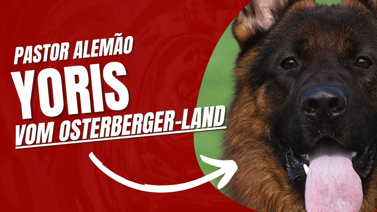 Yoris Vom Osterberger-Land || PASTOR ALEMAO|| GERMAN SHEPHERDS