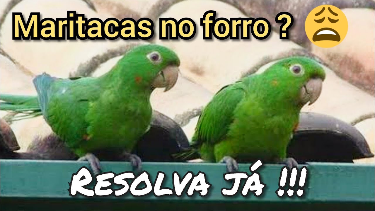 Maritacas no Forro do telhado como resolver
